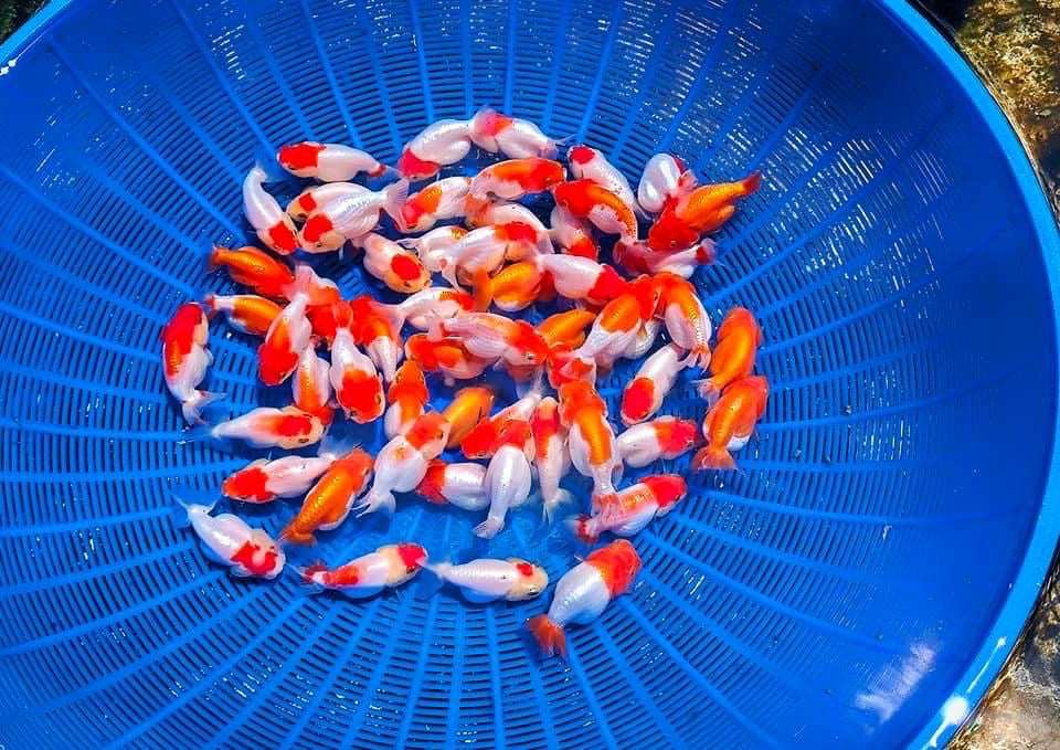 Hybrid Red And White Ranchu Goldfish | Grower Pick