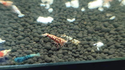 Mixed Caridina Shrimp