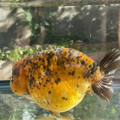 AAA Grade Giant Size Ranchu Tiger 6-7  Inches