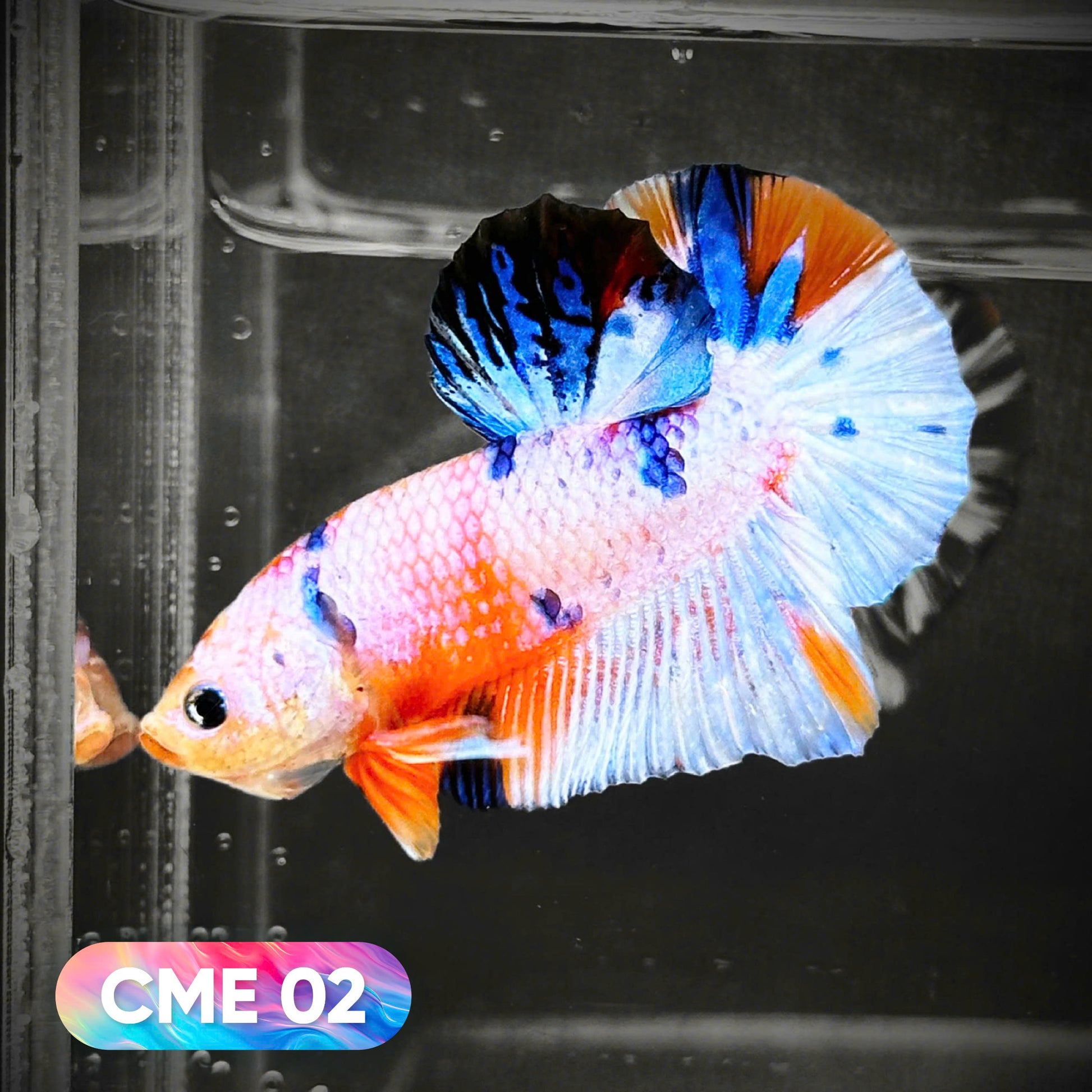 Multicolor Metallic Plakat Male Betta Fish | You Pick Fish | Exclusive Grade
