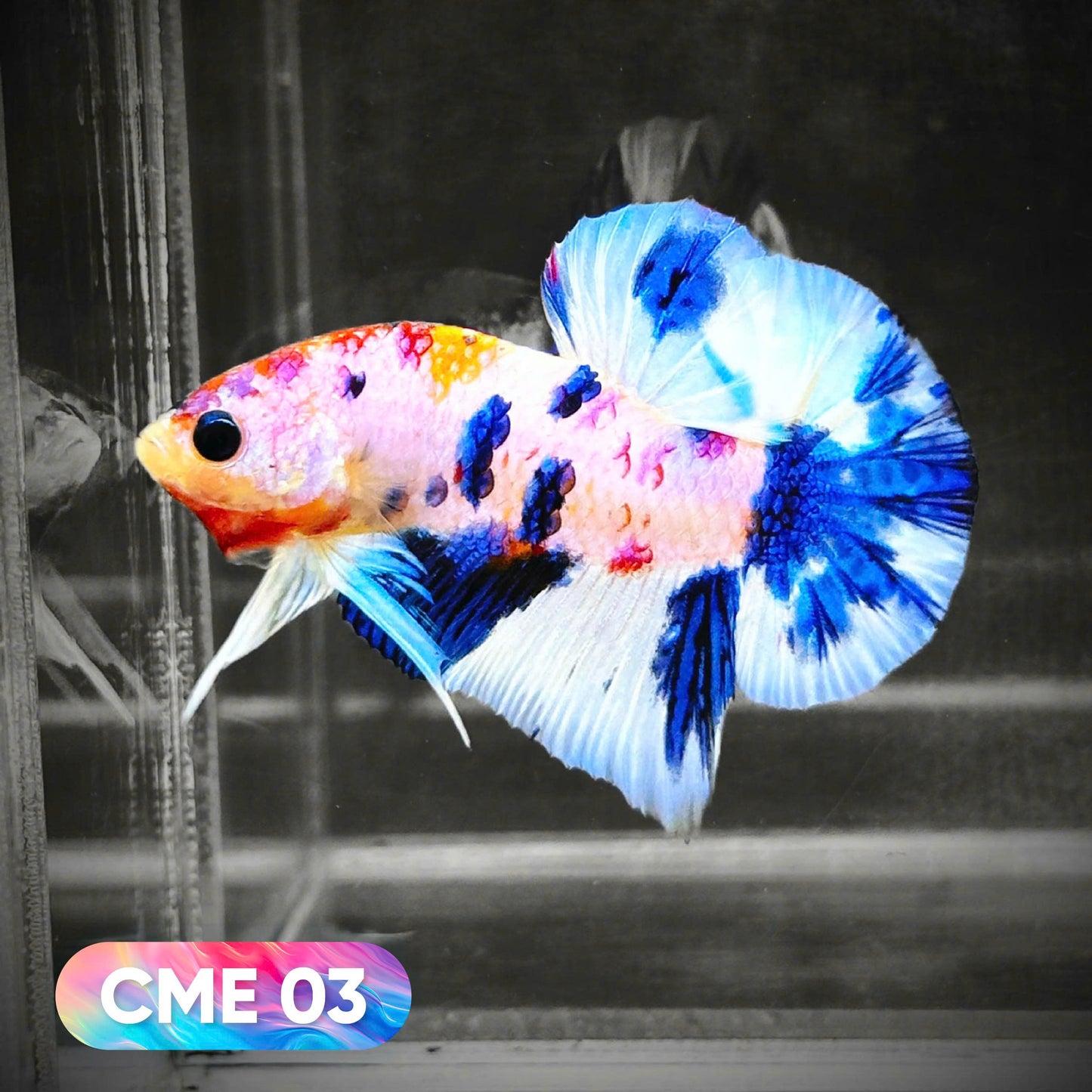 Multicolor Metallic Plakat Male Betta Fish | You Pick Fish | Exclusive Grade