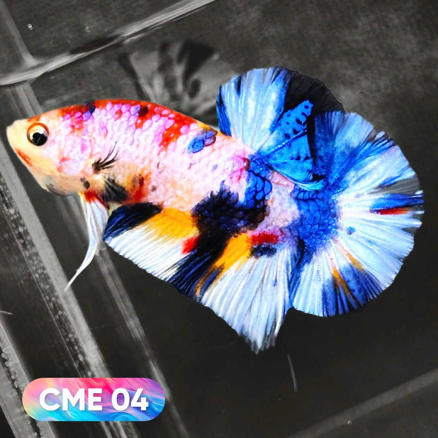Multicolor Metallic Plakat Male Betta Fish | You Pick Fish | Exclusive Grade