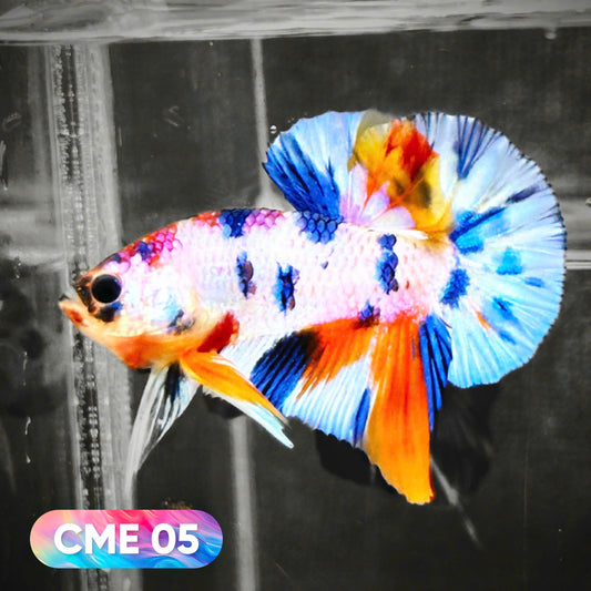 Multicolor Metallic Plakat Male Betta Fish | You Pick Fish | Exclusive Grade