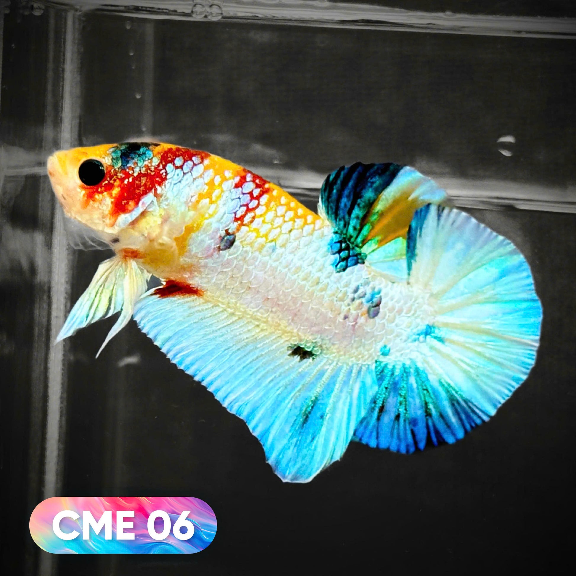 Multicolor Metallic Plakat Male Betta Fish | You Pick Fish | Exclusive Grade