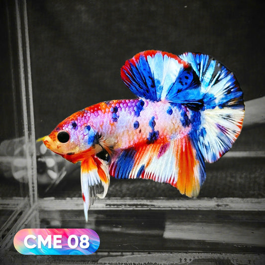 Multicolor Metallic Plakat Male Betta Fish | You Pick Fish | Exclusive Grade