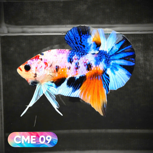 Multicolor Metallic Plakat Male Betta Fish | You Pick Fish | Exclusive Grade