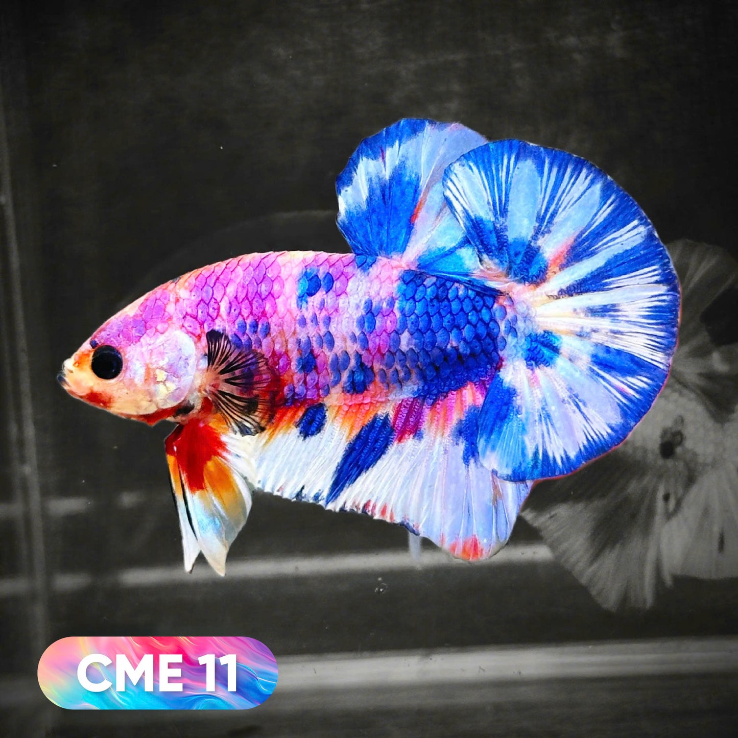Multicolor Metallic Plakat Male Betta Fish | You Pick Fish | Exclusive Grade