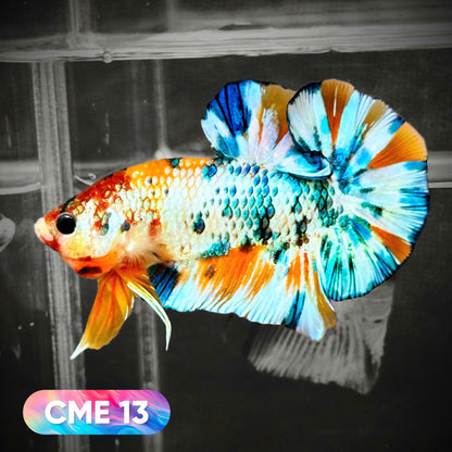 Multicolor Metallic Plakat Male Betta Fish | You Pick Fish | Exclusive Grade
