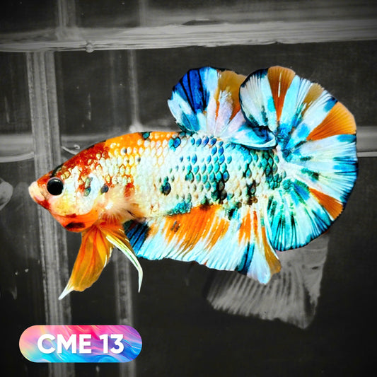 Multicolor Metallic Plakat Male Betta Fish | You Pick Fish | Exclusive Grade