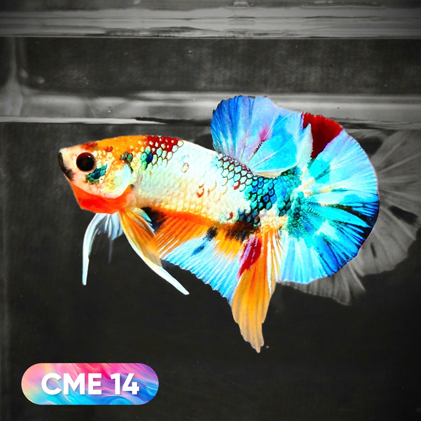 Multicolor Metallic Plakat Male Betta Fish | You Pick Fish | Exclusive Grade