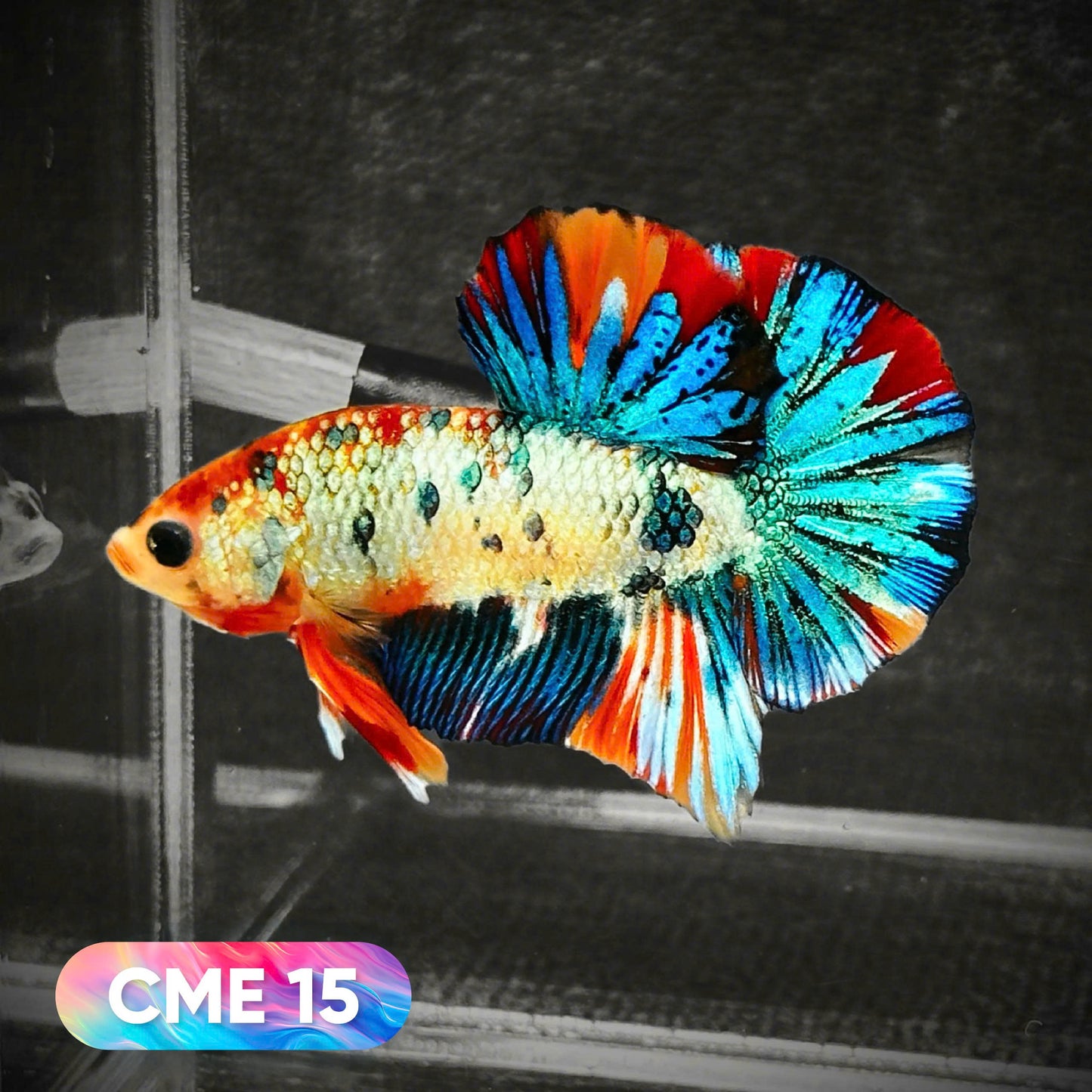 Multicolor Metallic Plakat Male Betta Fish | You Pick Fish | Exclusive Grade