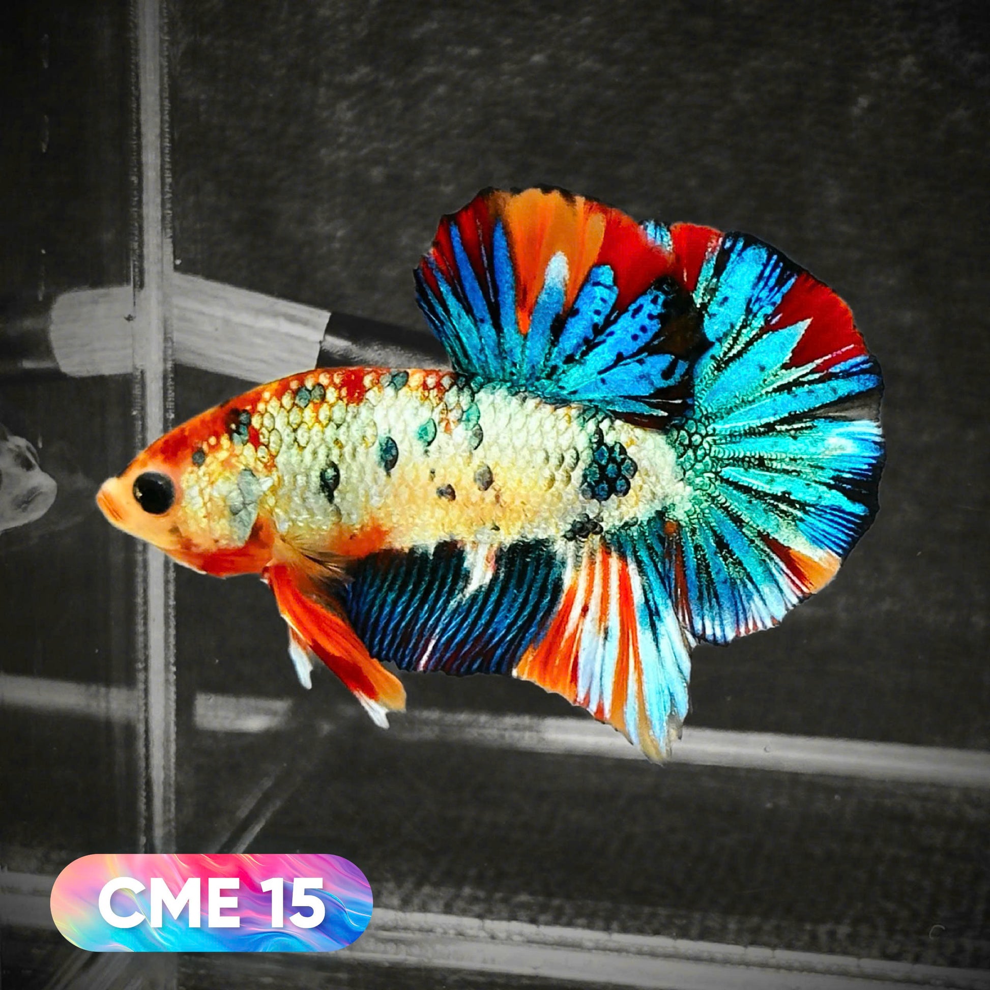 Multicolor Metallic Plakat Male Betta Fish | You Pick Fish | Exclusive Grade