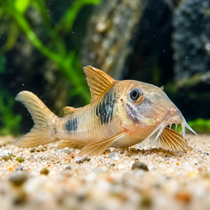 CW005 Gold-Bridled Cory Catfish – Corydoras Aurofrenatus