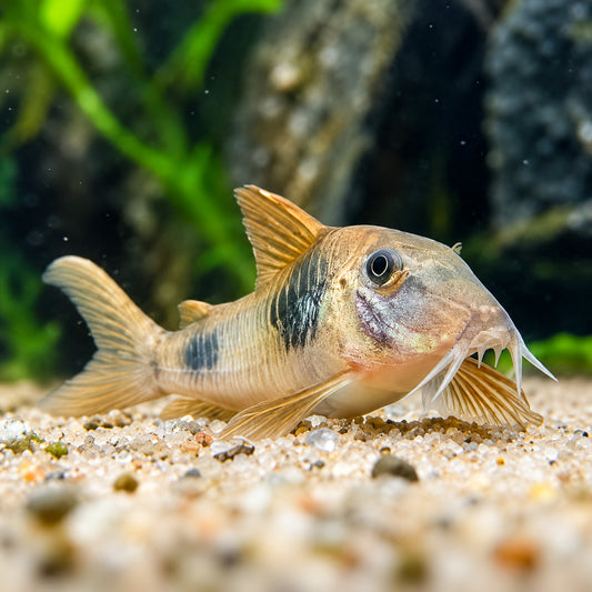 CW005 Gold-Bridled Cory Catfish – Corydoras Aurofrenatus