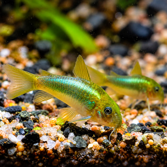 CW009 Green Laser Cory Catfish – Corydoras sp. CW009