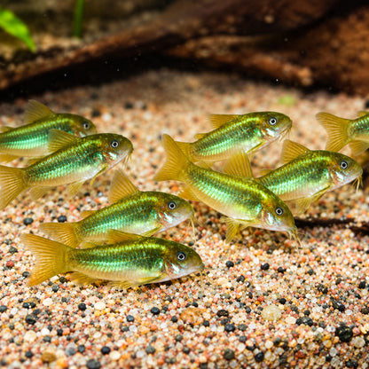 CW009 Green Laser Cory Catfish – Corydoras sp. CW009