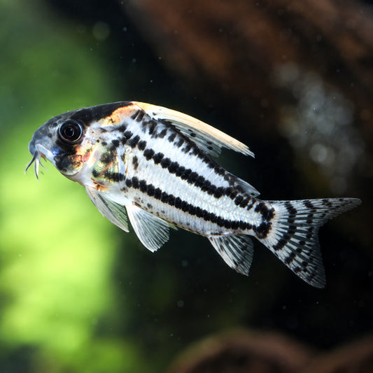 CW028 Super Schwartzi Cory Catfish – Hoplisoma sp. CW028