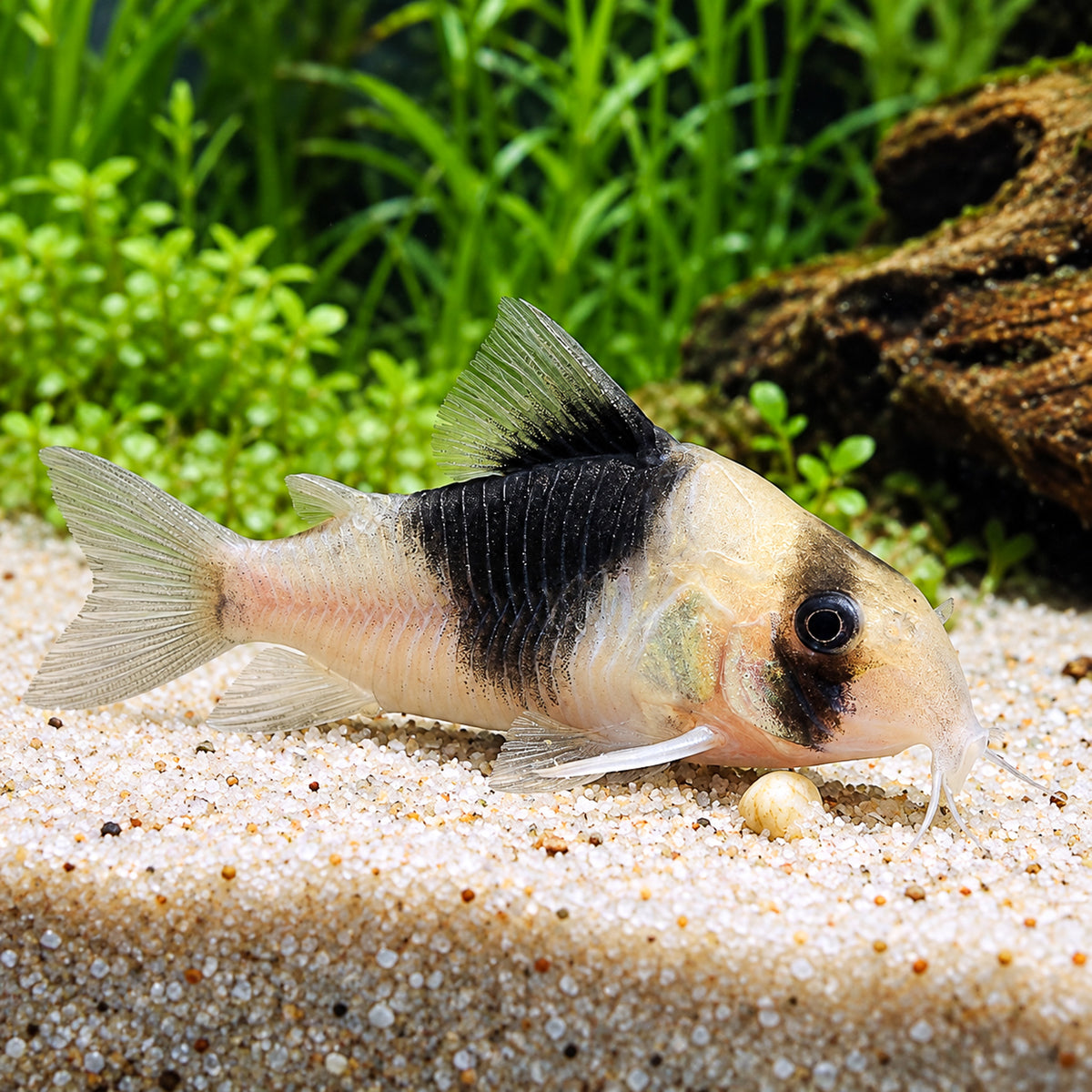 CW051 New Panda Cory Catfish – Hoplisoma sp. CW051