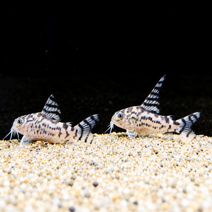 CW111 Vulcan Cory Catfish – Hoplisoma sp. CW111