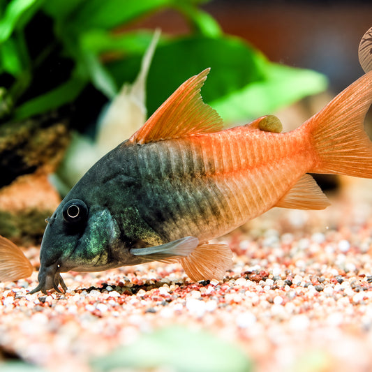 CW217 Rio Tomo Concolor Cory Catfish – Hoplisoma sp. CW217