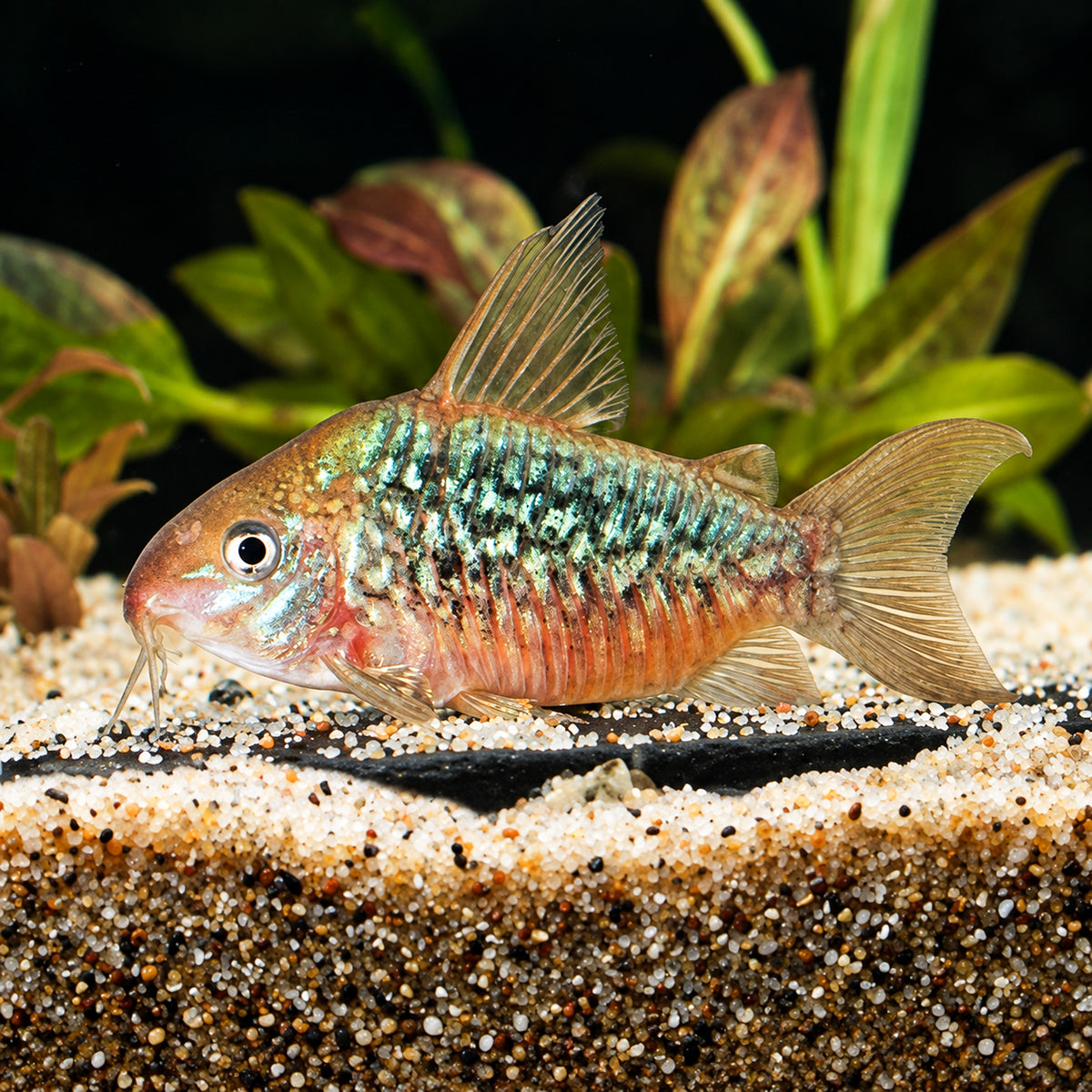 C005 Pantanal Cory Catfish – Corydoras Pantanalensis
