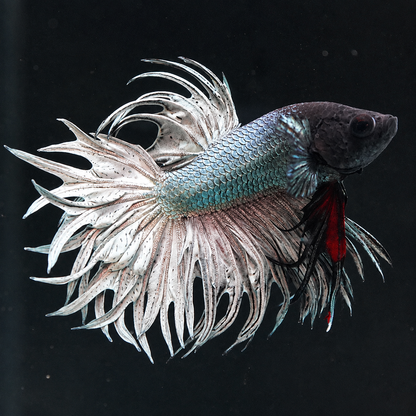 Copper Steel Crowntail Male Betta Fish with full metallic steel body and crown fins