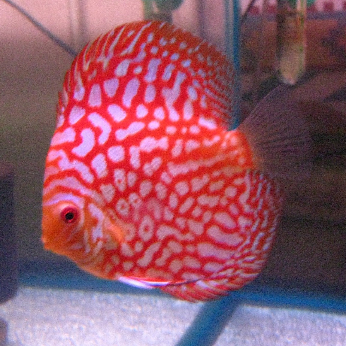 Red Pigeon Blood Discus