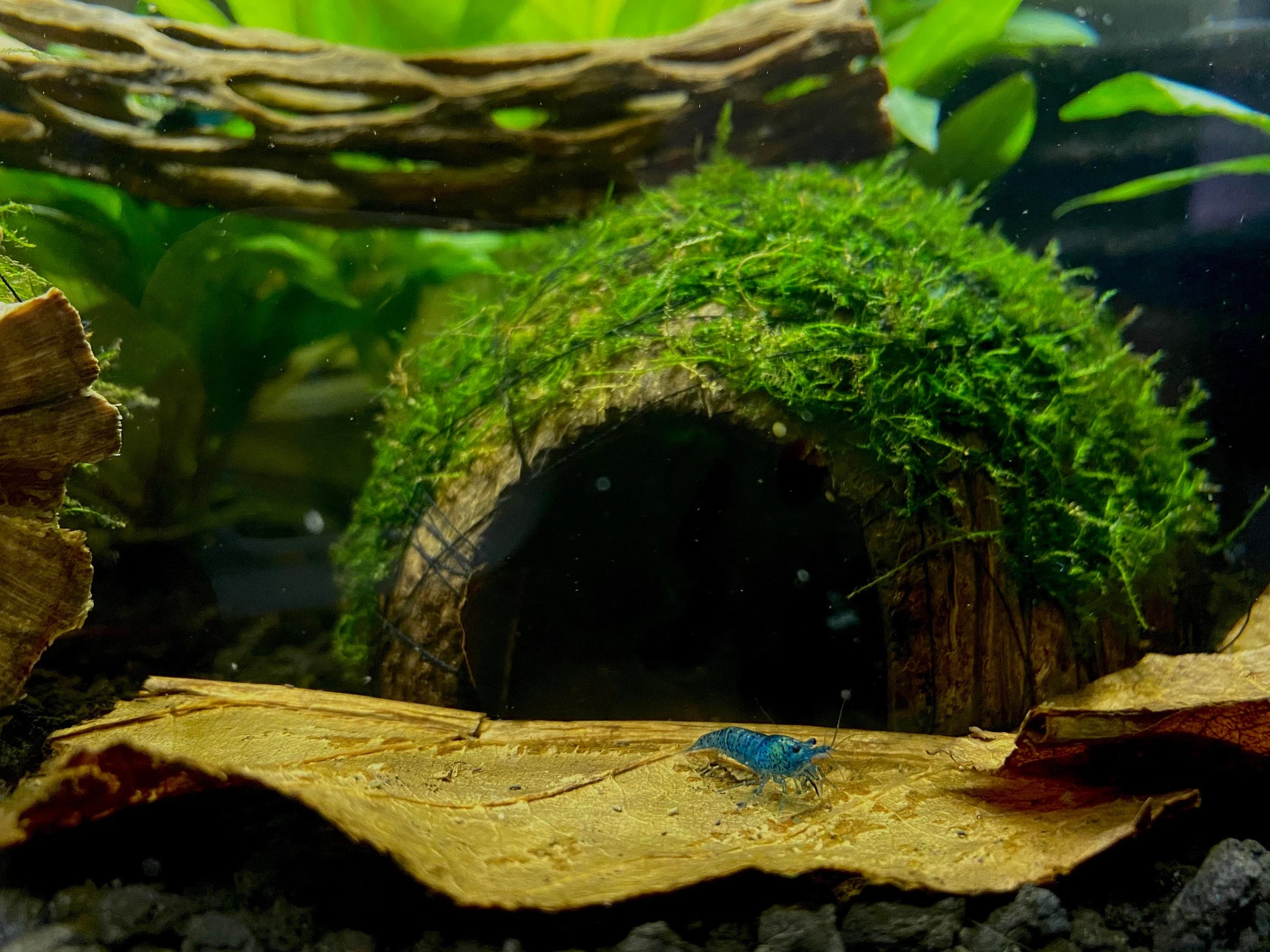 Christmas Moss on Coconut Shell Bridge