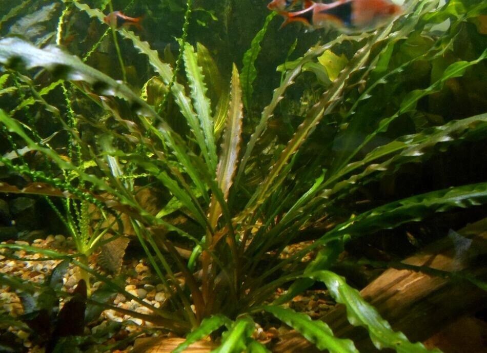 Cryptocoryne Retrospiralis Aquatic Plant