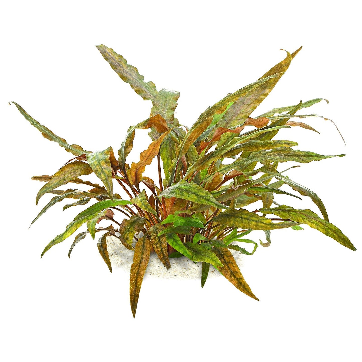 Cryptocoryne Undulata Aquatic Plant