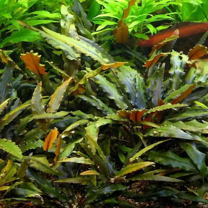 Cryptocoryne Undulata Aquatic Plant