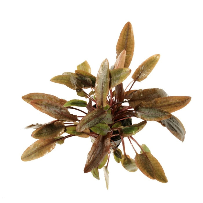 Cryptocoryne Wendtii Brown Aquatic Plant