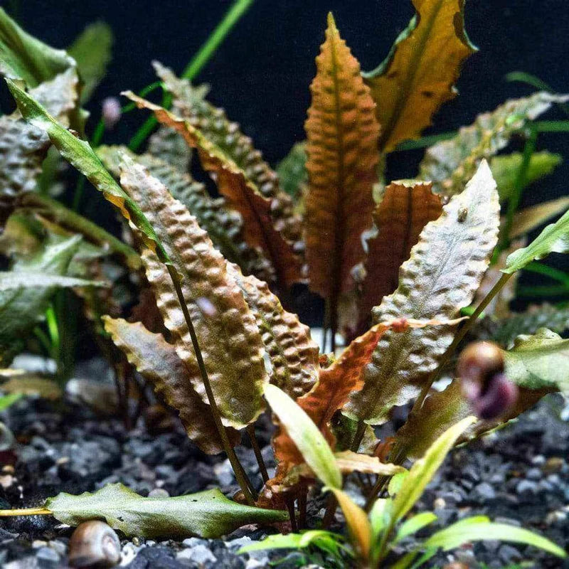 Cryptocoryne Wendtii Brown Aquatic Plant