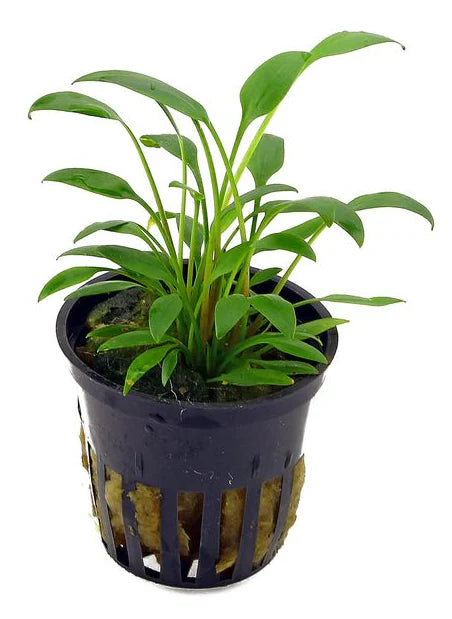 Cryptocoryne Willisii Aquatic Plant