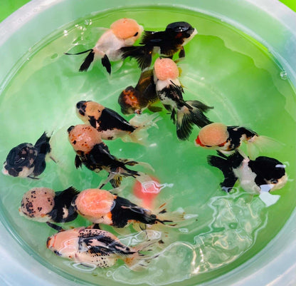 Tri Color Oranda Goldfish Mid Size 2 - 2.5 Inches | Mystery Goldfish