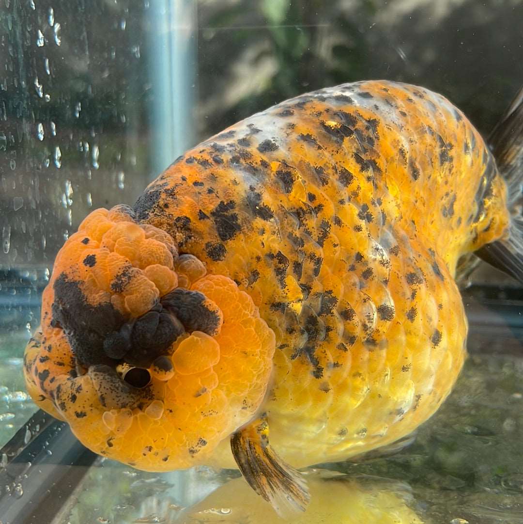 AAA Grade Giant Size Ranchu Tiger 6-7  Inches