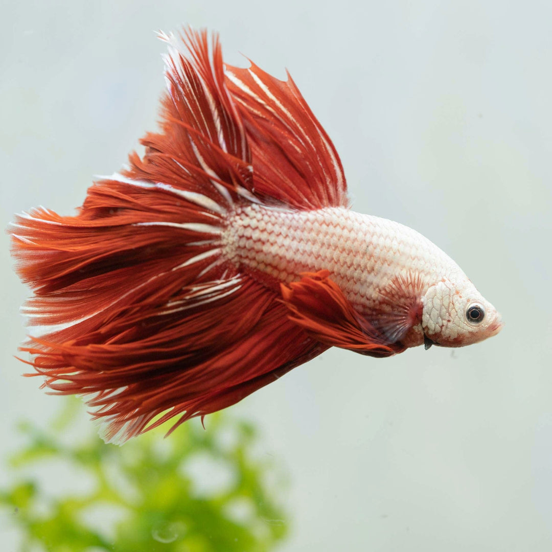 Red Dragon Halfmoon Male Betta Fish