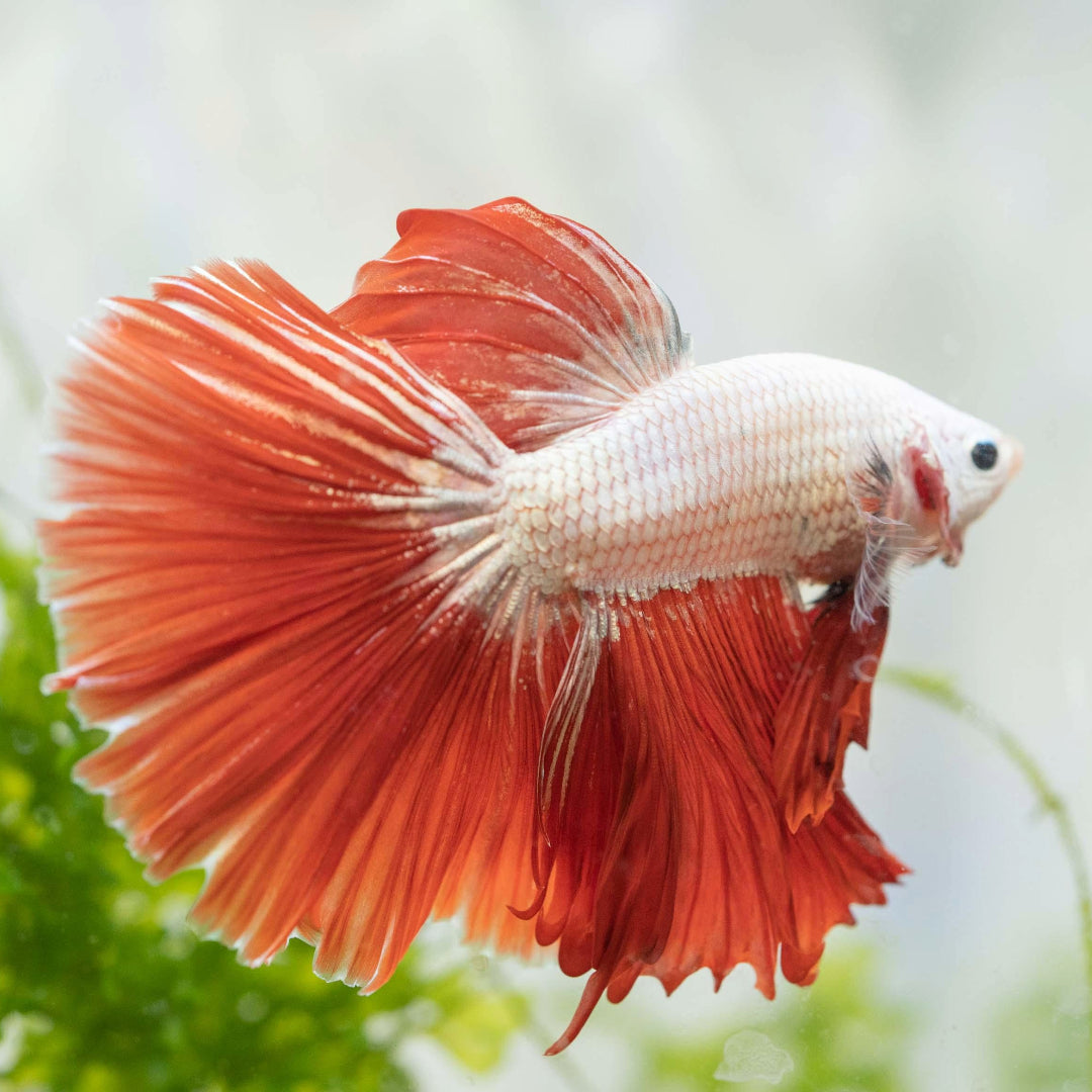 Red Dragon Halfmoon Male Betta Fish