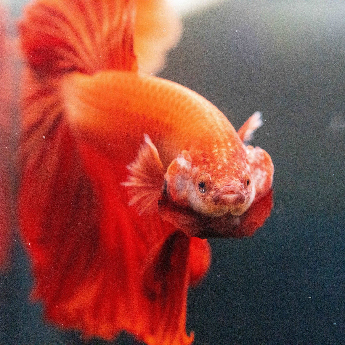 Super Red Halfmoon Male Betta Fish