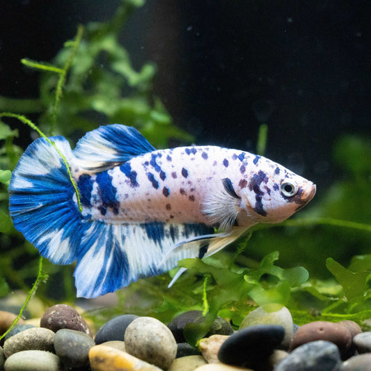 Blue Marble Dot Plakat Male Betta Fish | Mystery Betta