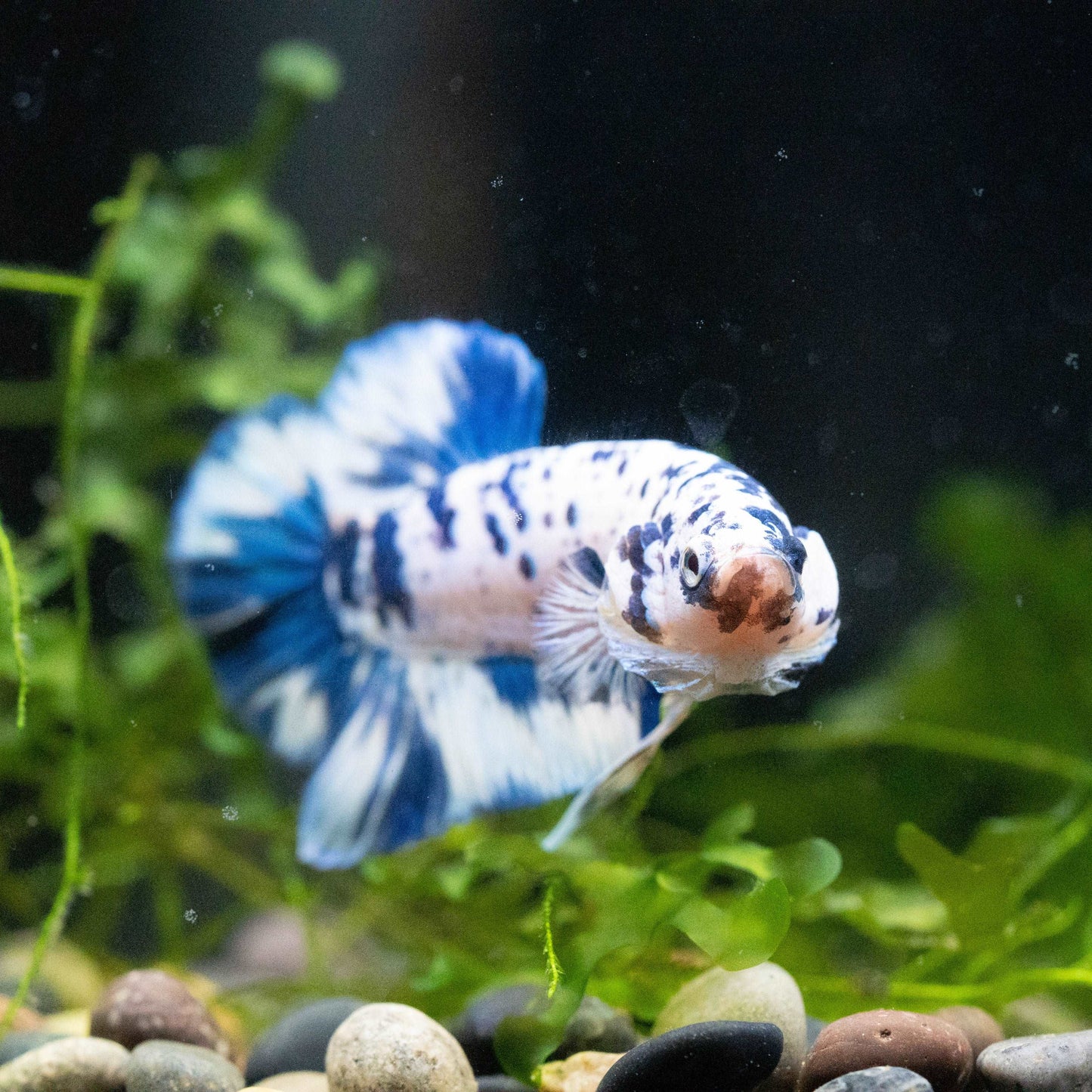 Blue Marble Dot Plakat Male Betta Fish | Mystery Betta