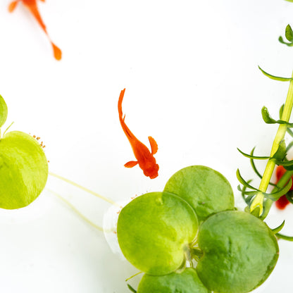 Albino Koi Red Ear Guppy Fish