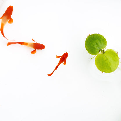 Albino Koi Red Ear Guppy Fish