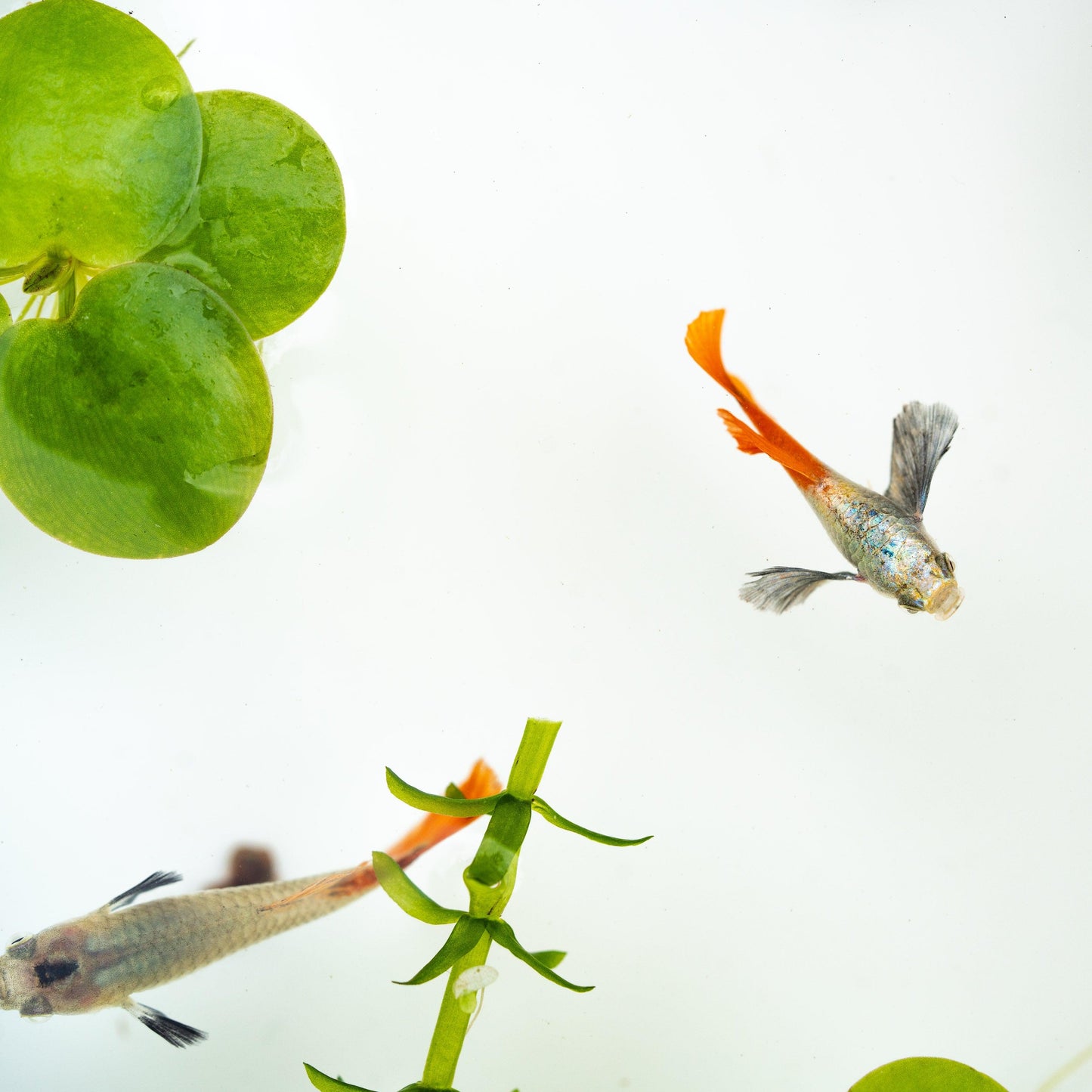 Dumbo Red Tail Guppy Fish