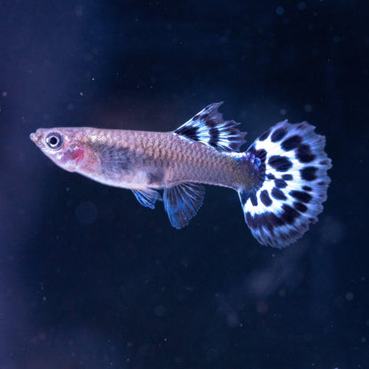 Purple Ivory Mosaic Guppy Fish