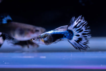 Purple Ivory Mosaic Guppy Fish