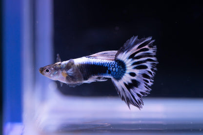 Purple Ivory Mosaic Guppy Fish