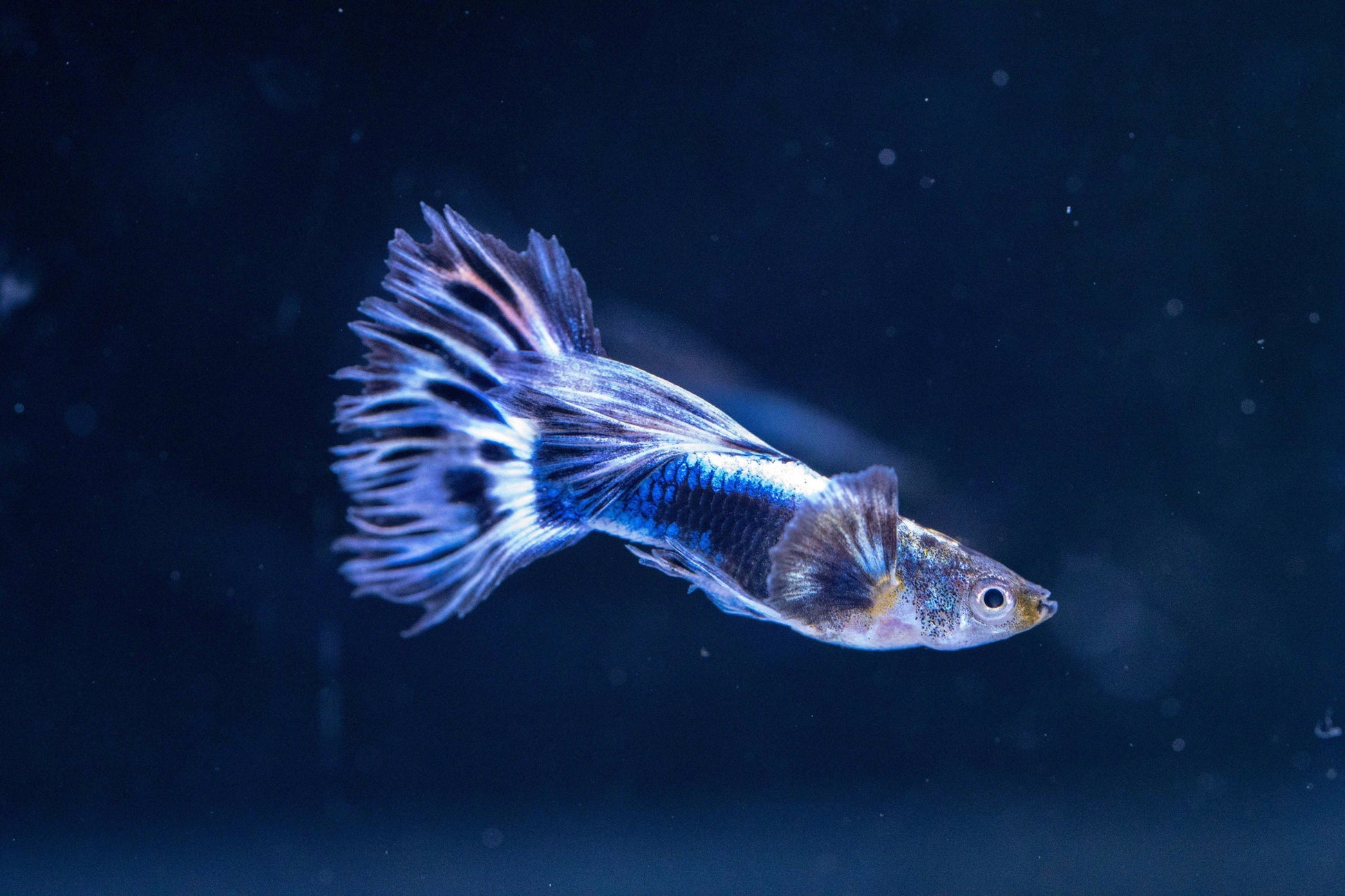 Purple Ivory Mosaic Guppy Fish