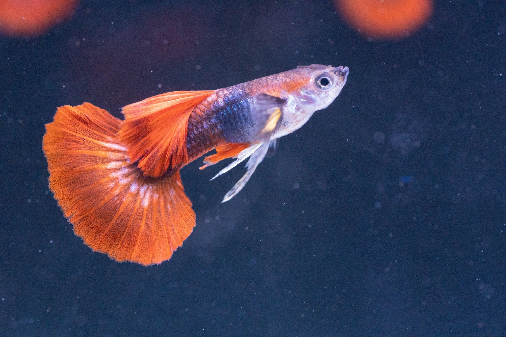 Half Black Red Rose Guppy Fish