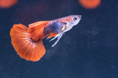 Half Black Red Rose Guppy Fish